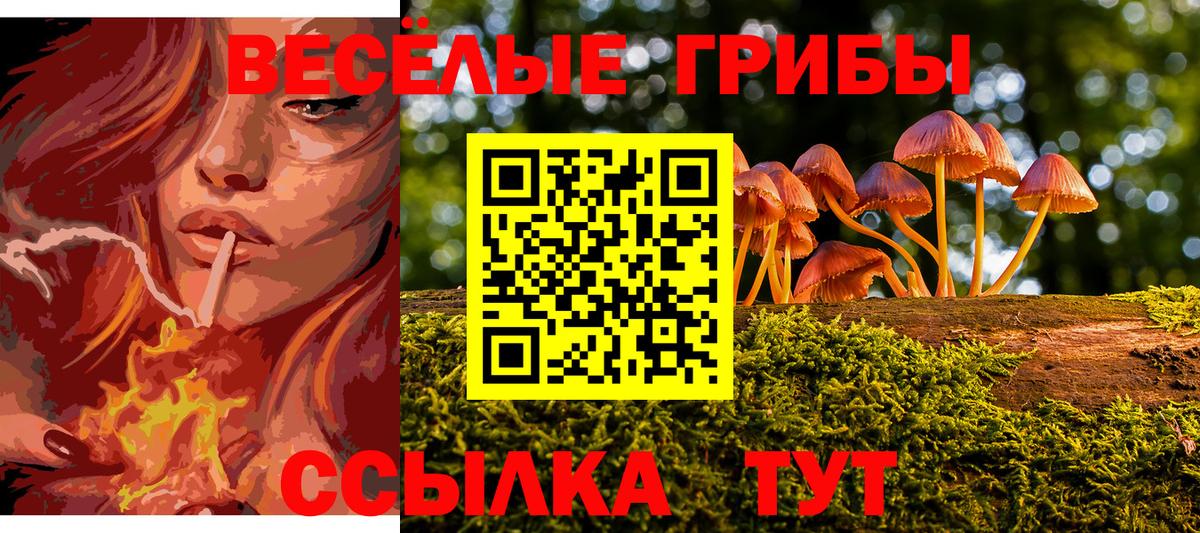 Псилоцибиновые грибы мицелий Новосибирск